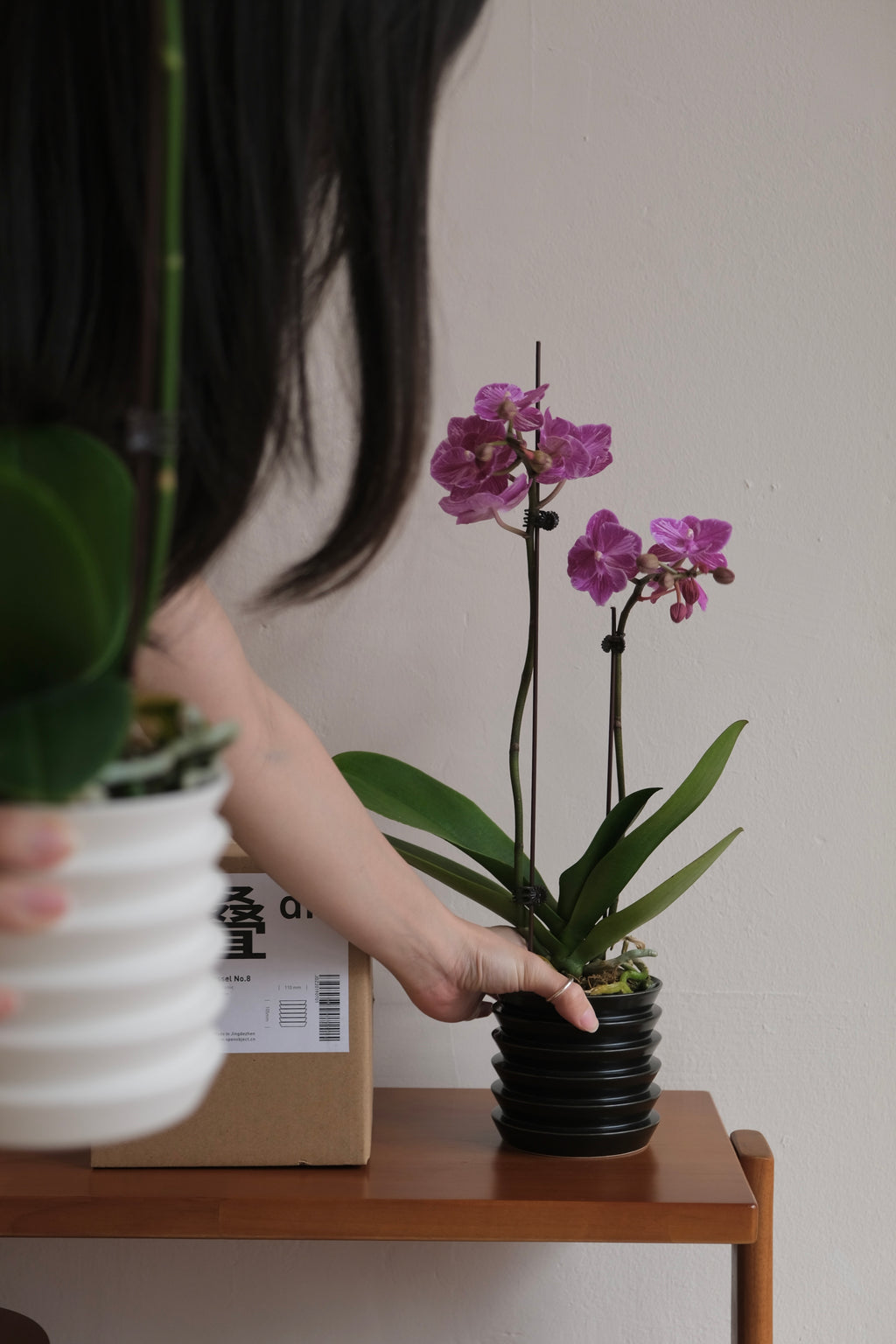 CNY Special Orchid with Planter