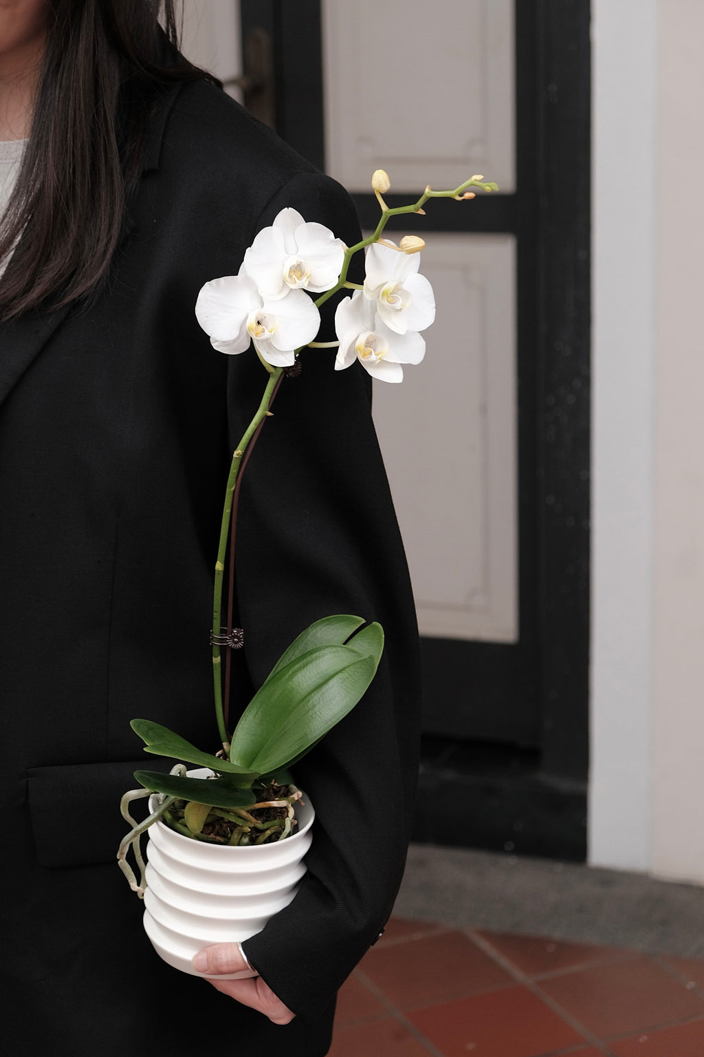 CNY Special Orchid with Planter