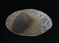 Solinii | Wood Fired Wagashi Plate